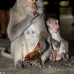 monkey_macaque_balinese_mf_ubud_v_0427_bal0428.jpg